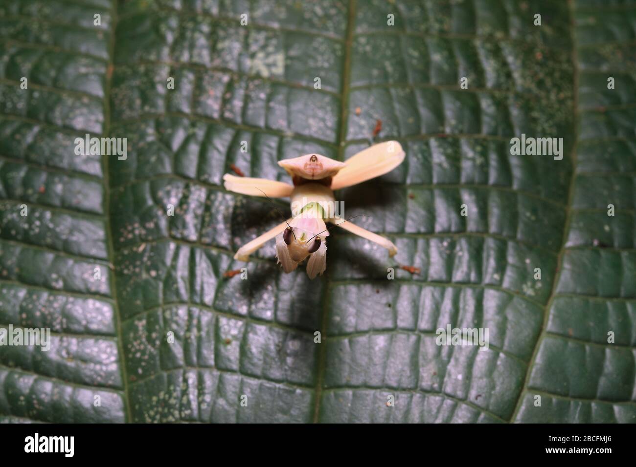 Hymenopus coronatus, Orchid mantis, Hymenopus bicornis Stock Photo