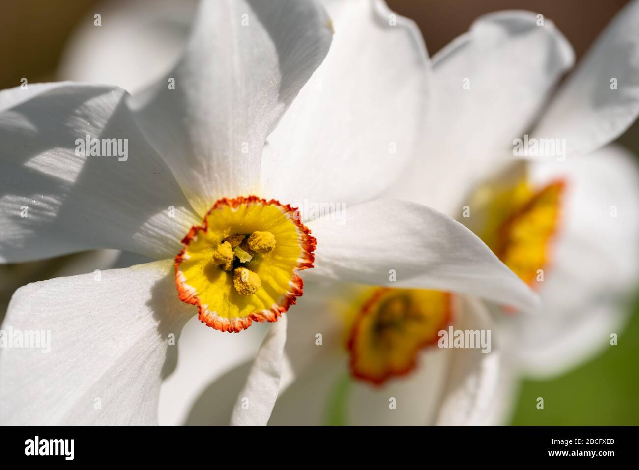 Spring flowers Narcissus poeticus, also called Poet's narcissus, at the historic walled garden in the Borough of Hillingdon, London, UK. Stock Photo