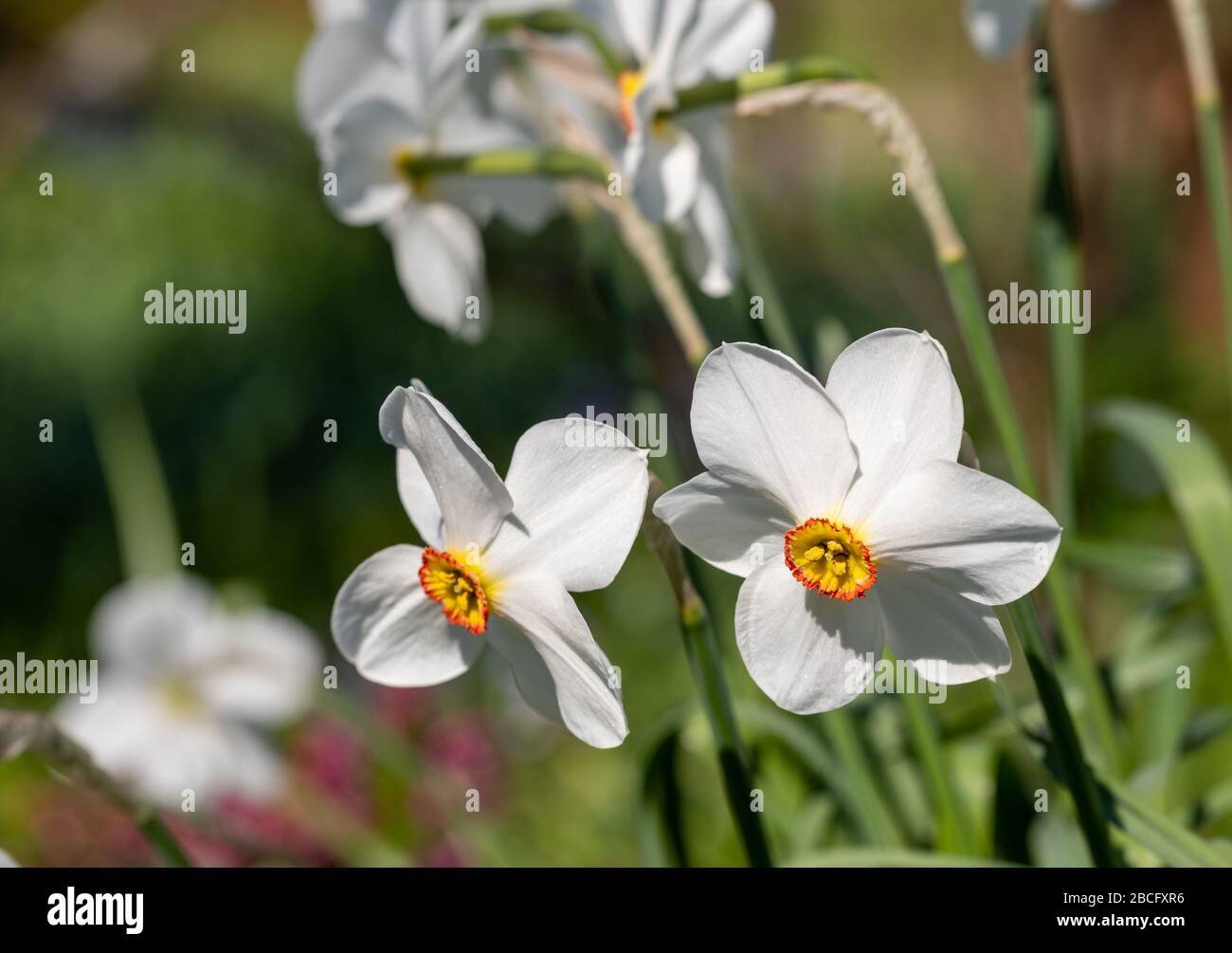 Spring flowers Narcissus poeticus, also called Poet's narcissus, at the historic walled garden in the Borough of Hillingdon, London, UK. Stock Photo
