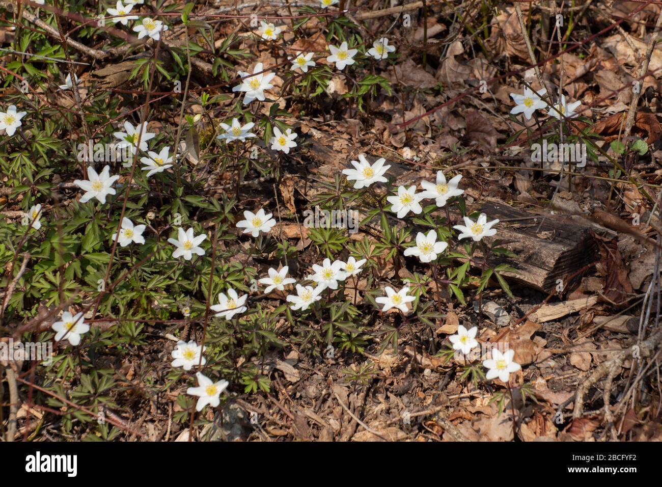 Several wood anemones growing between dry twigs and leaves, Anemone nemorosa Stock Photo