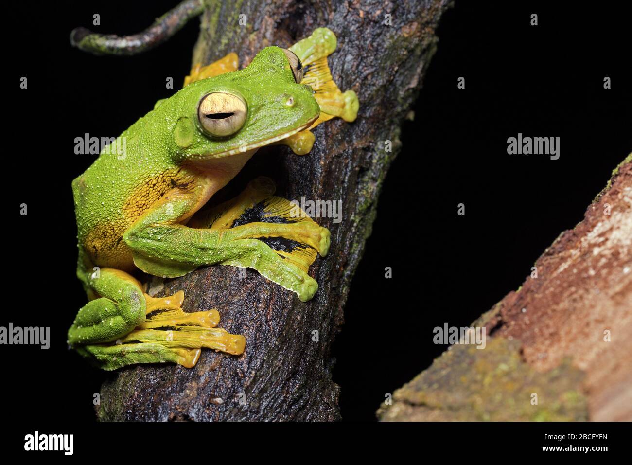 Wallace's Flying Frog, unique frog of Malaysia Stock Photo Alamy