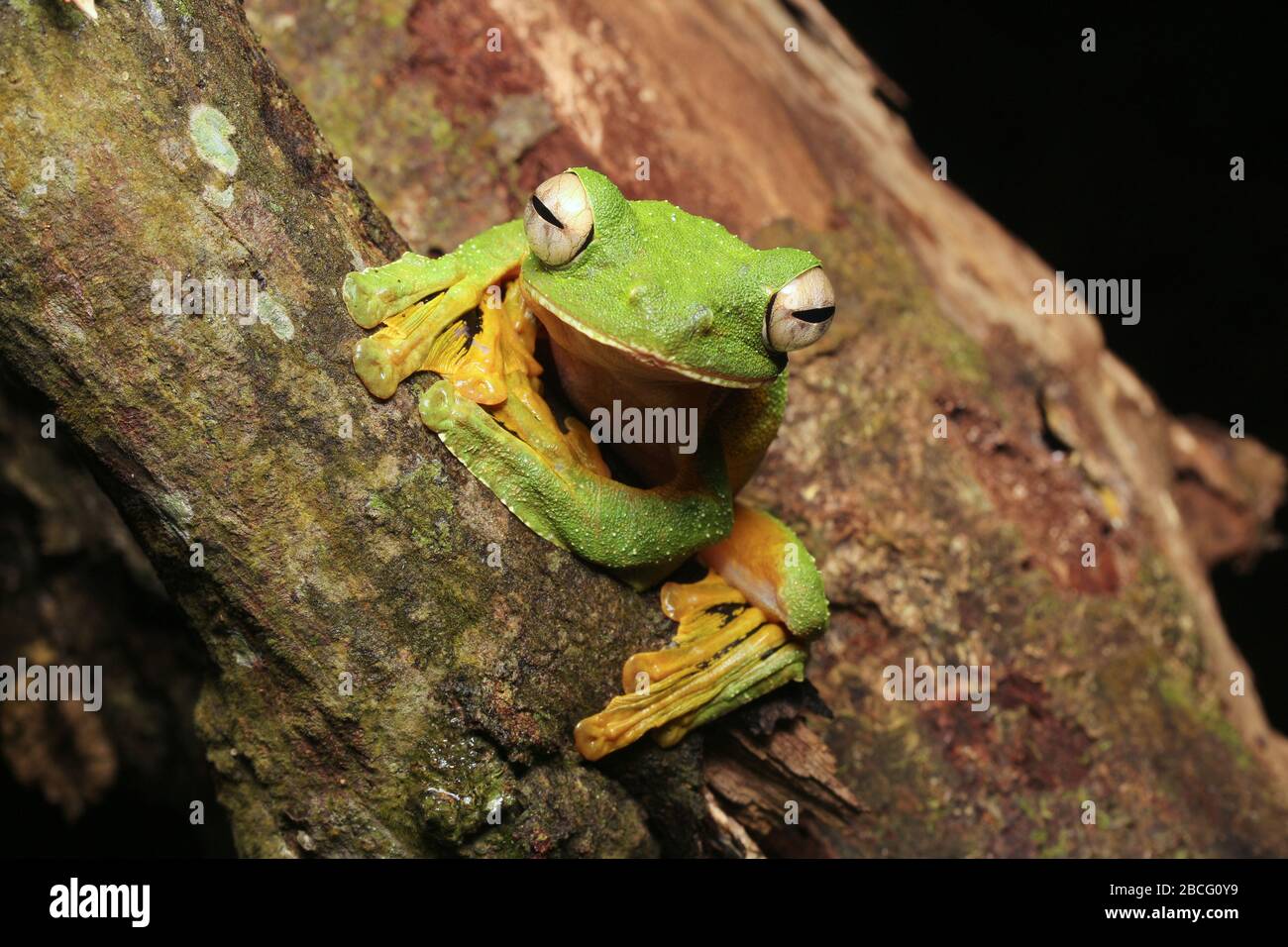 Wallace's Flying Frog, unique frog of Malaysia Stock Photo Alamy