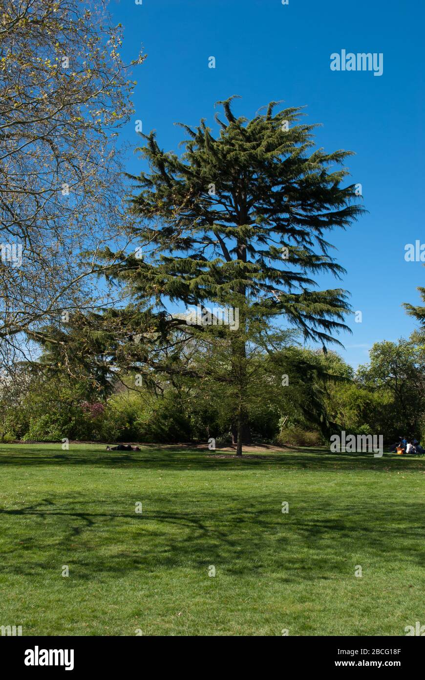 Pinus Pine Tree Royal Botanic Gardens Kew Gardens, Richmond, London ...