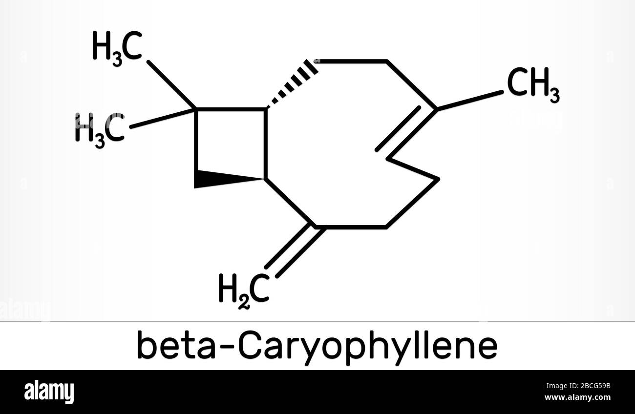 Caryophyllene, beta-Caryophyllene, C15H24 molecule. It is natural bicyclic sesquiterpene that is a constituent of many essential oils. Skeletal chemic Stock Photo