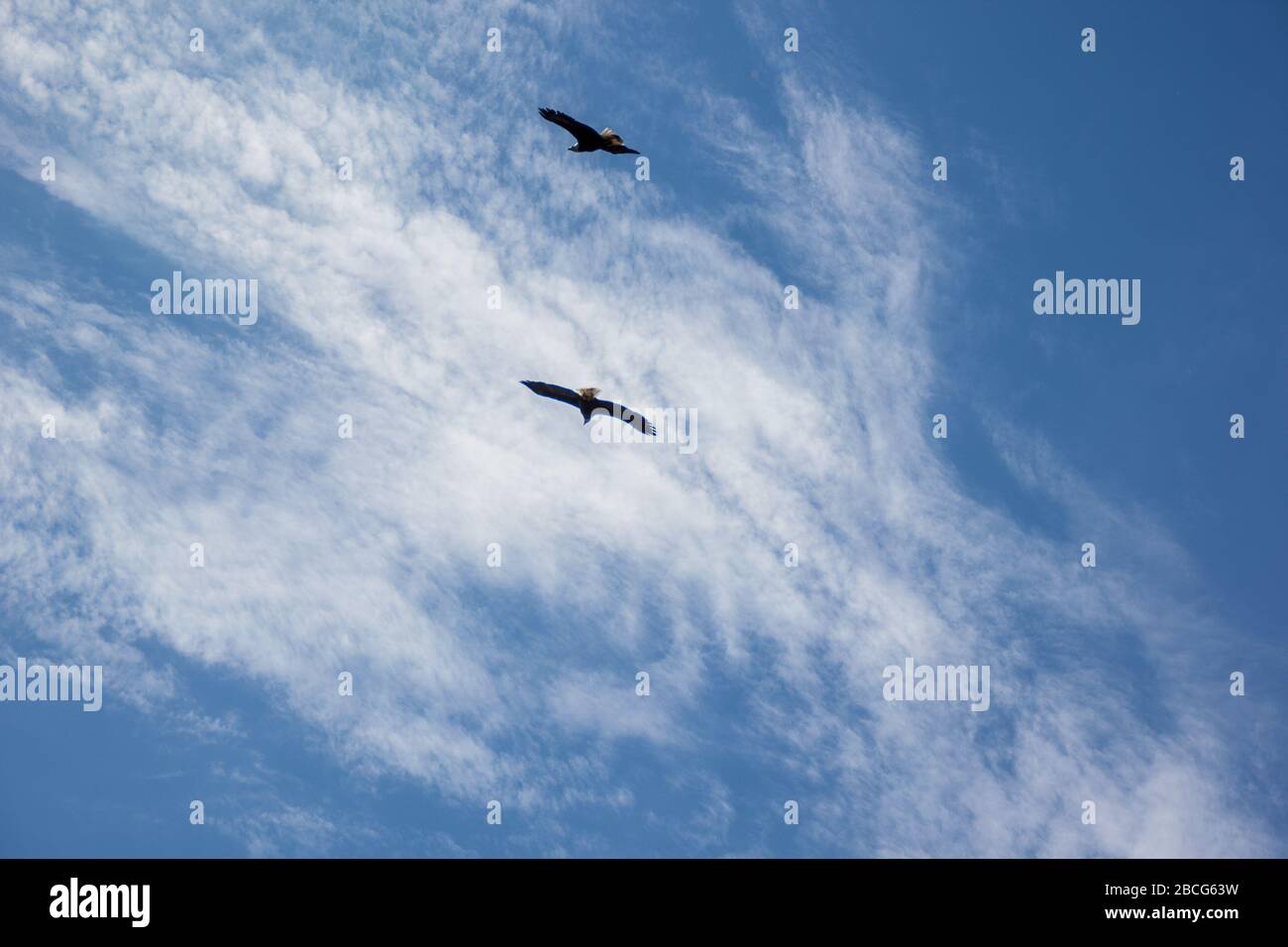 Two soaring eagles, Kenai Peninsula, Alaska, United States Stock Photo