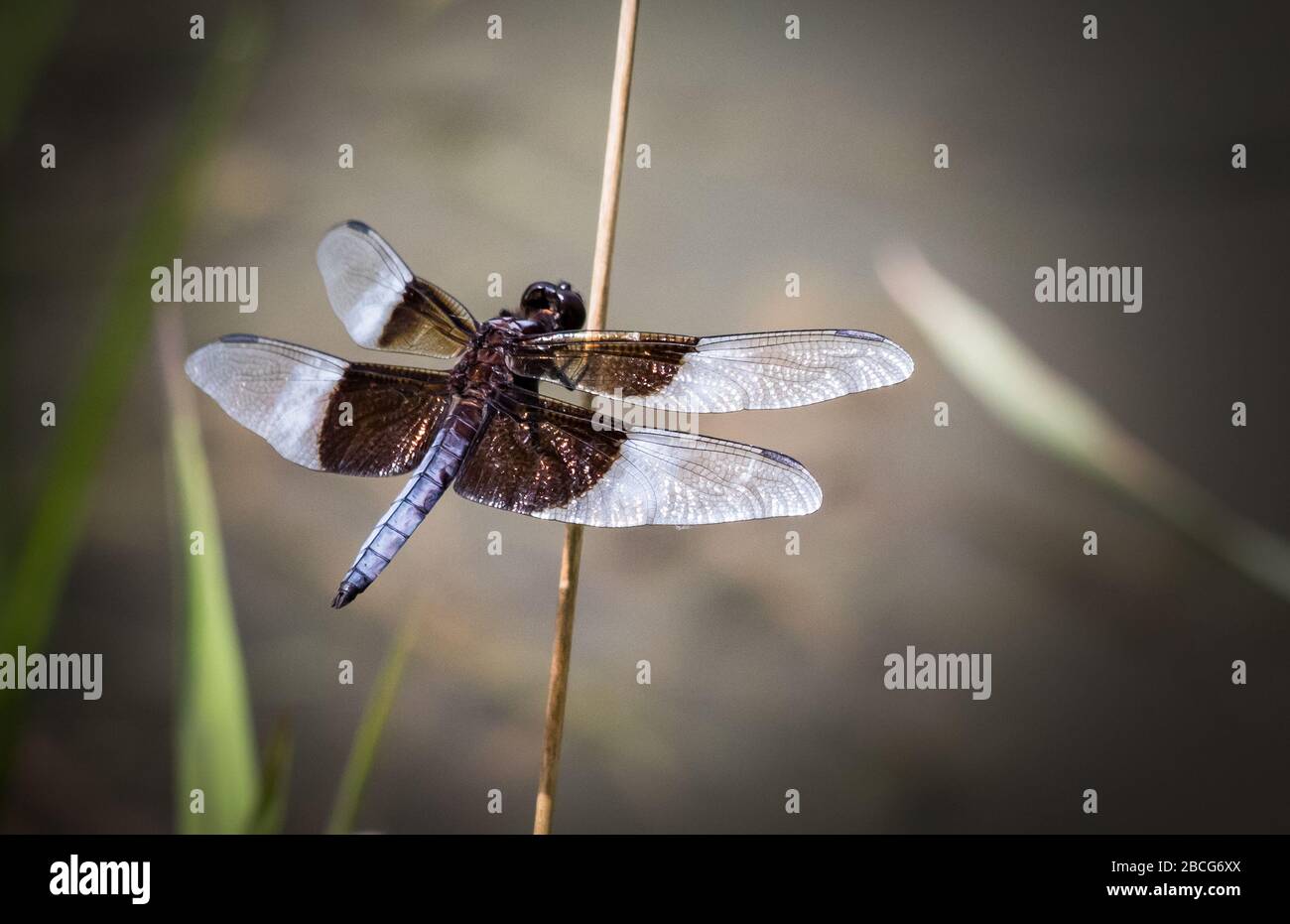 Widow Skimmer dragonfly holds to a reed next to Scotts Run Lake Stock ...