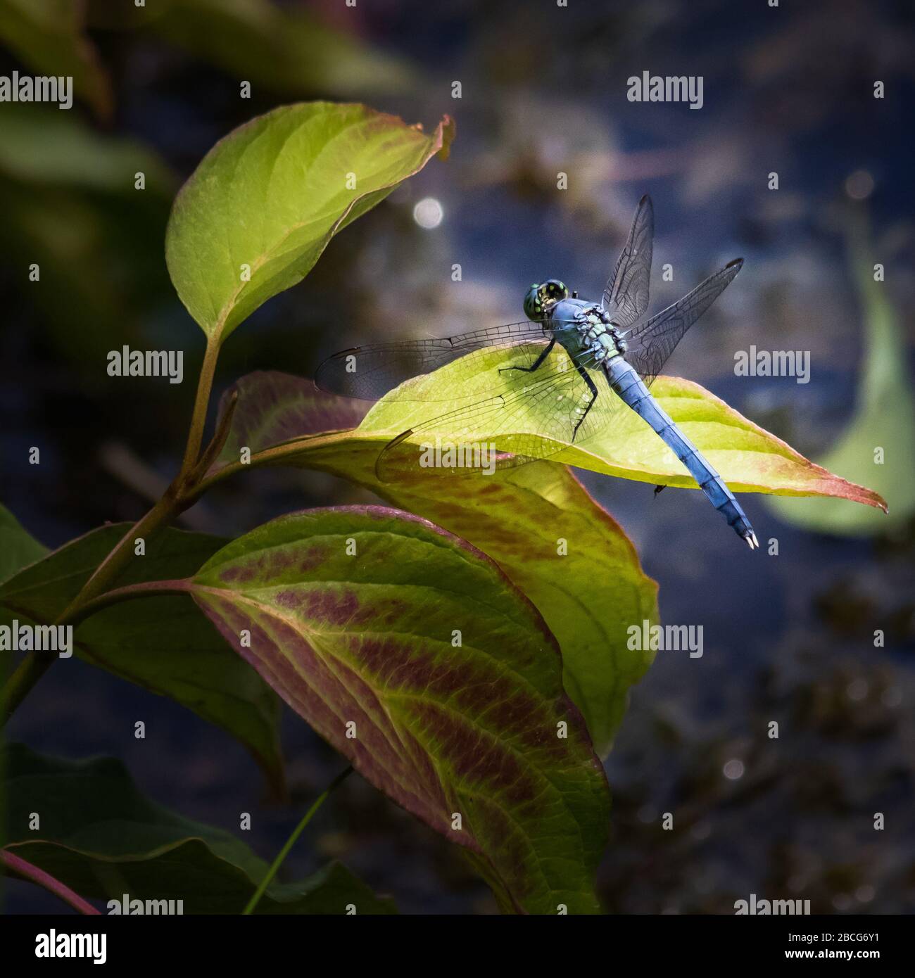 A Blue Dasher dragonfly pauses on a leafy plant at Scotts Run Lake ...