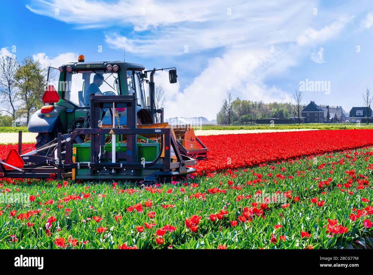 Netherlands, 04/19/2020: Mechanized cutting off the flower heads. Around the end of April lots of farmers are topping tulips so the bulbs can get stro Stock Photo