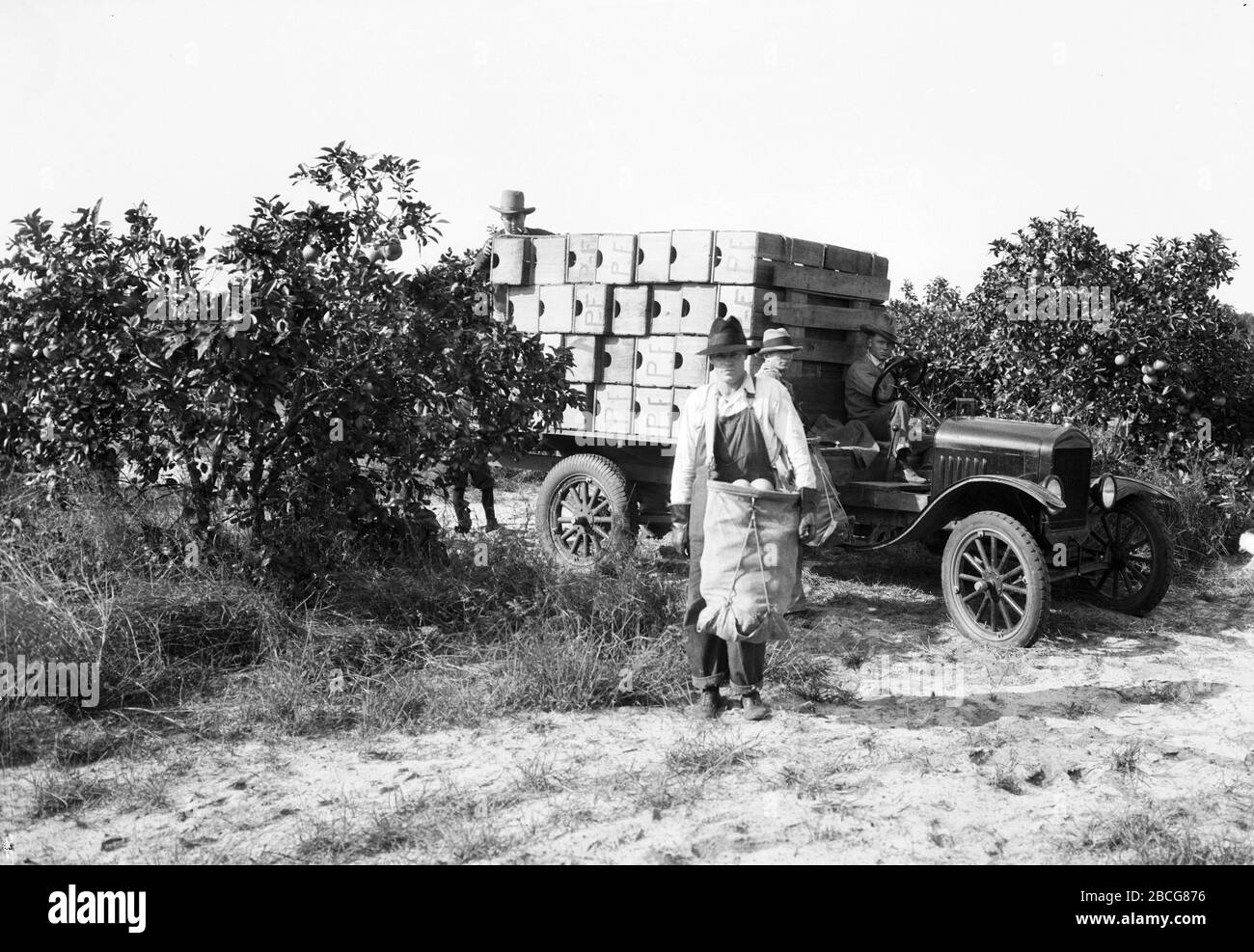 A male fruit picker wears a picking bag full of grapefruit, while other men load crates onto a truck in a grapefruit grove, Florida, 1920s. (Photo by Burton Holmes) Stock Photo