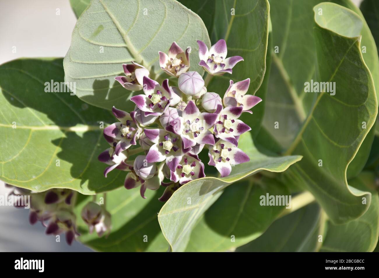 Close up of a blooming giant milkweed flower Stock Photo Alamy