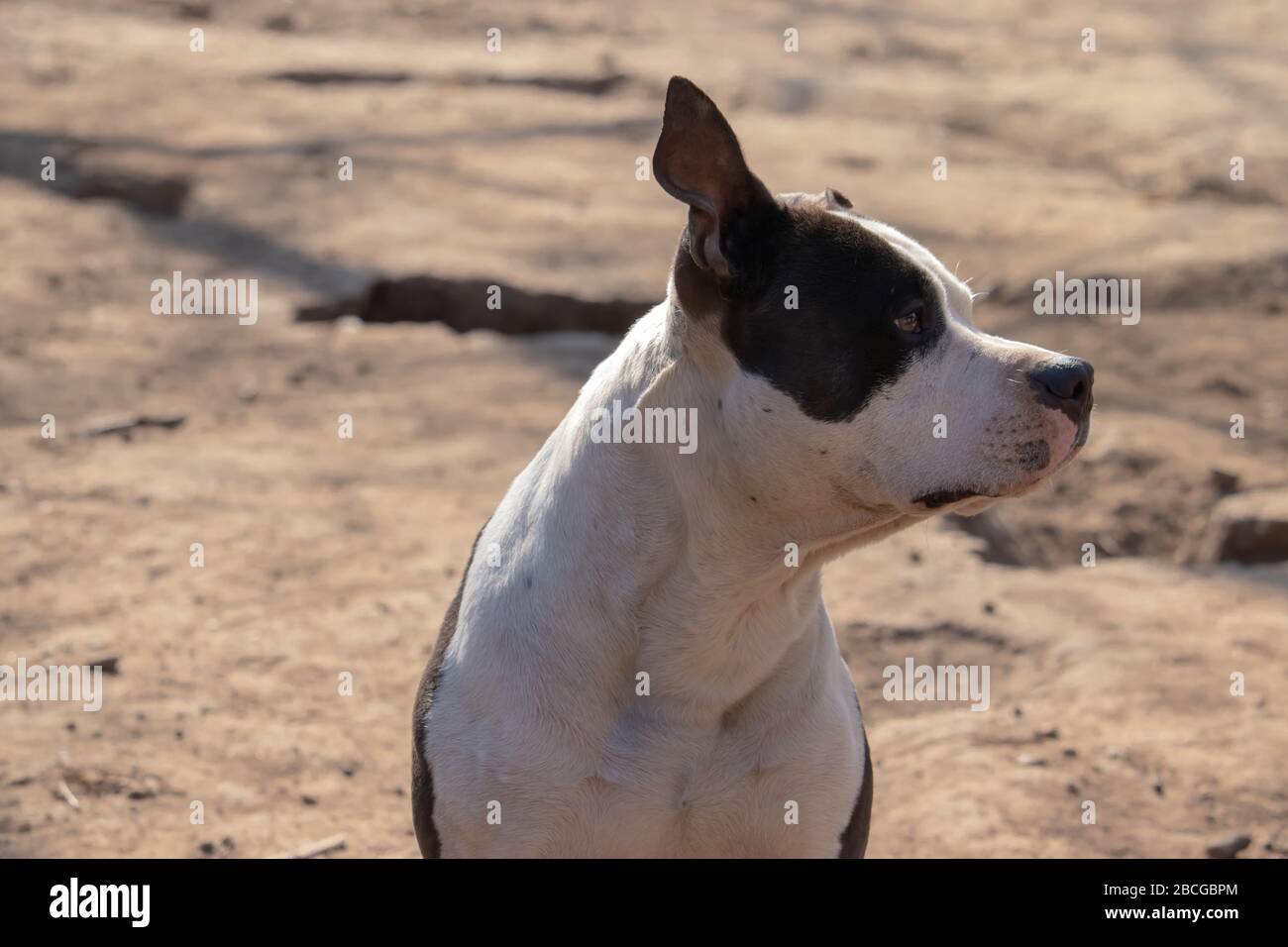 Black and white american staffordshire terrier. Amstaff dog with desert background. Black and white pet. Stock Photo