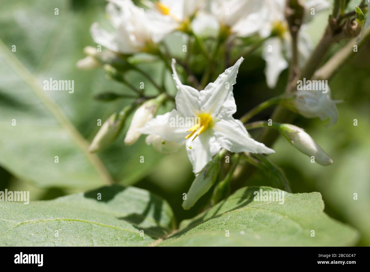 Medicinal plant of Thailand. Stock Photo