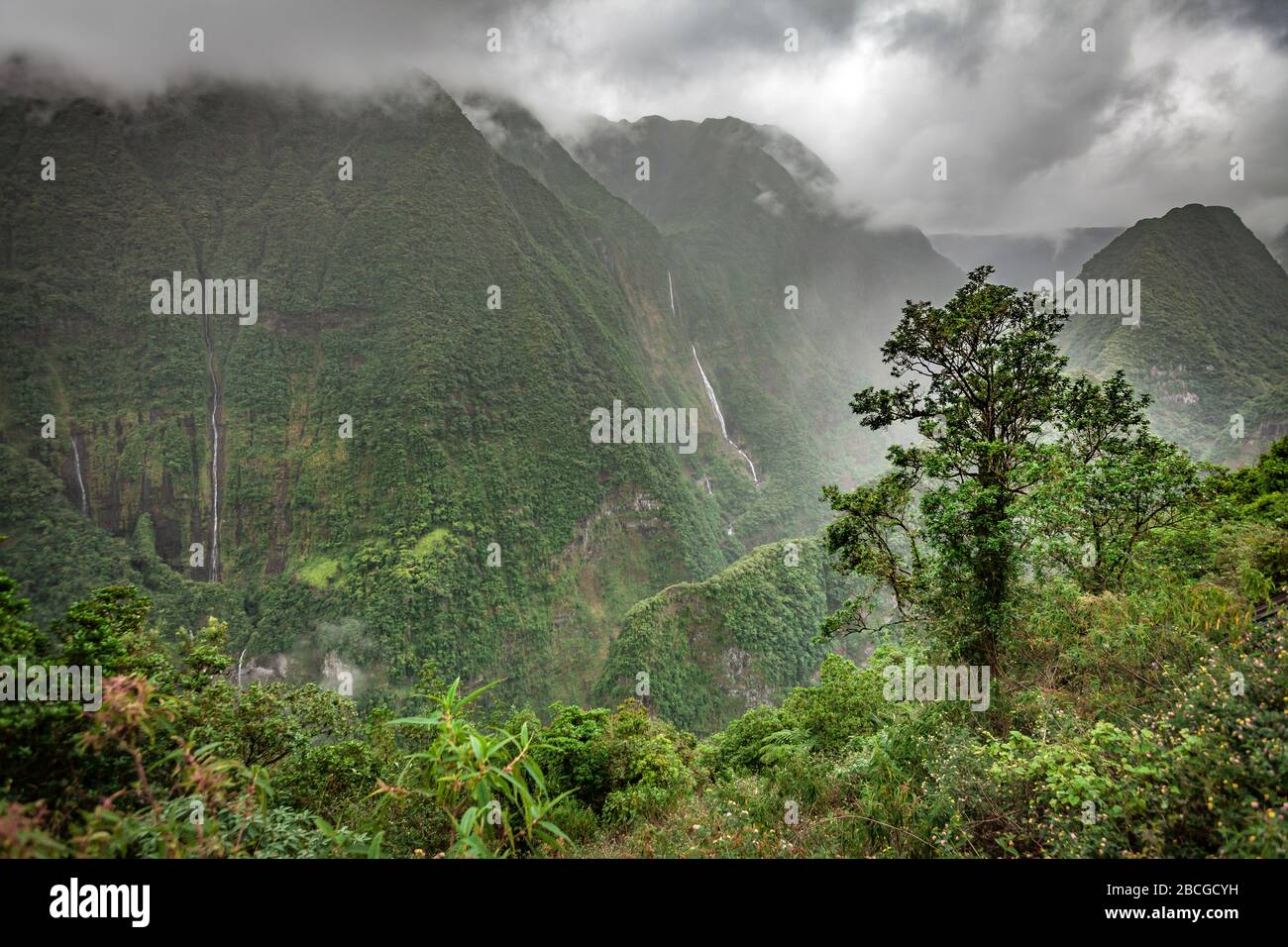 tropical rainforest on Reunion Island, French departement in the Indian Ocean Stock Photo