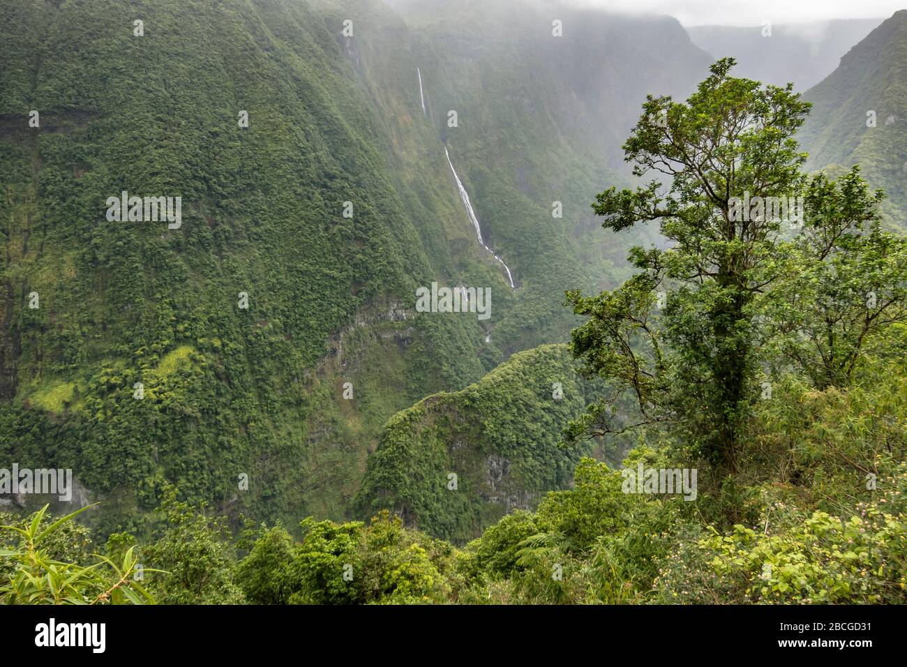 tropical rainforest on Reunion Island, French departement in the Indian Ocean Stock Photo
