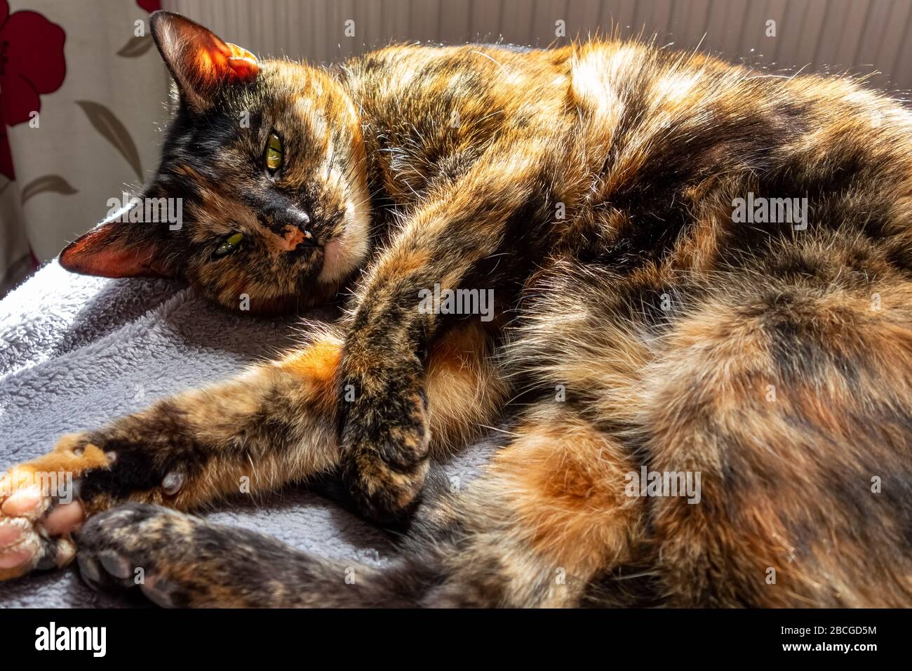Female cat on the red sofa hi-res stock photography and images - Alamy