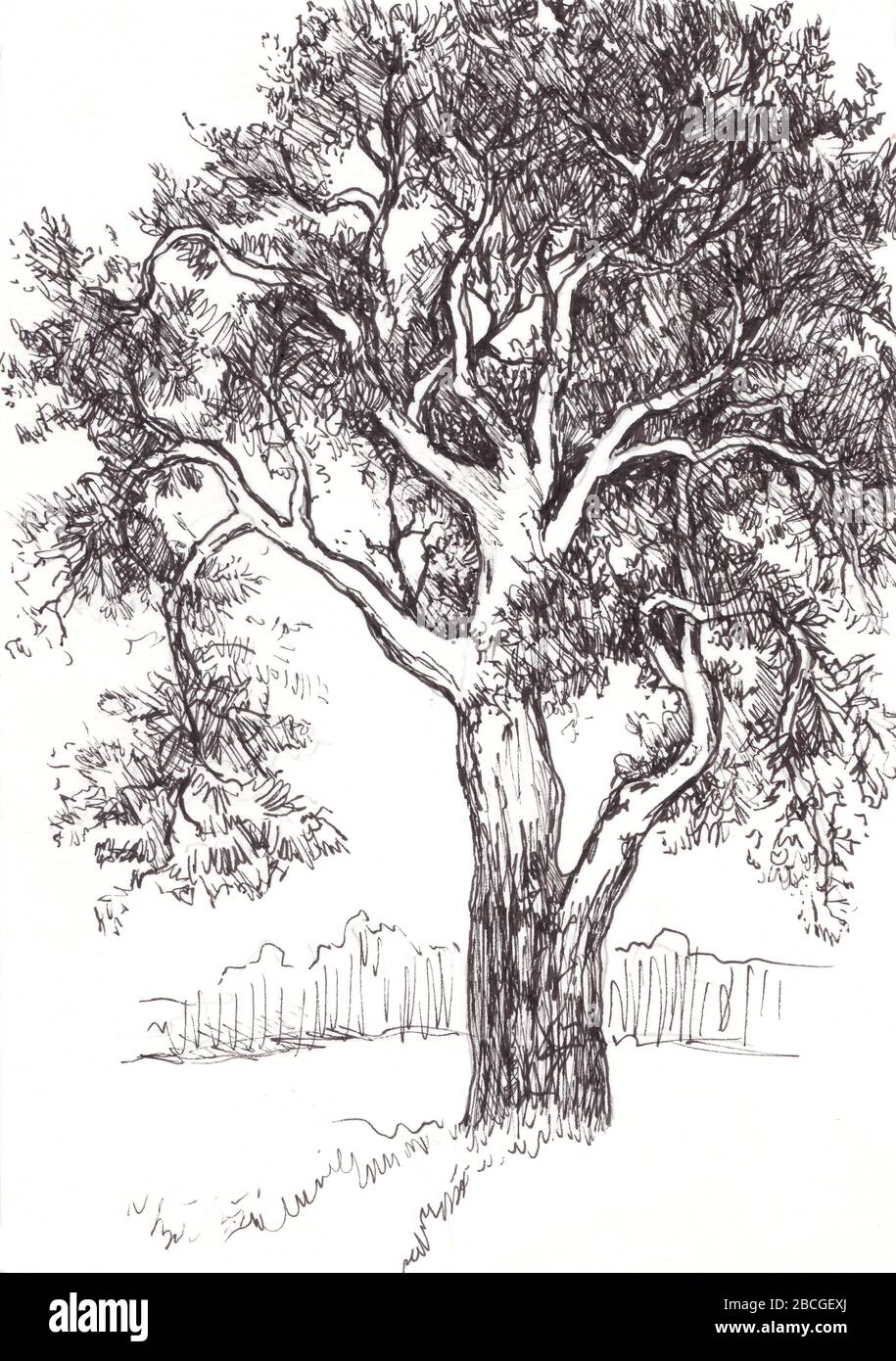 Ink sketch of pine and tree on white background Stock Photo