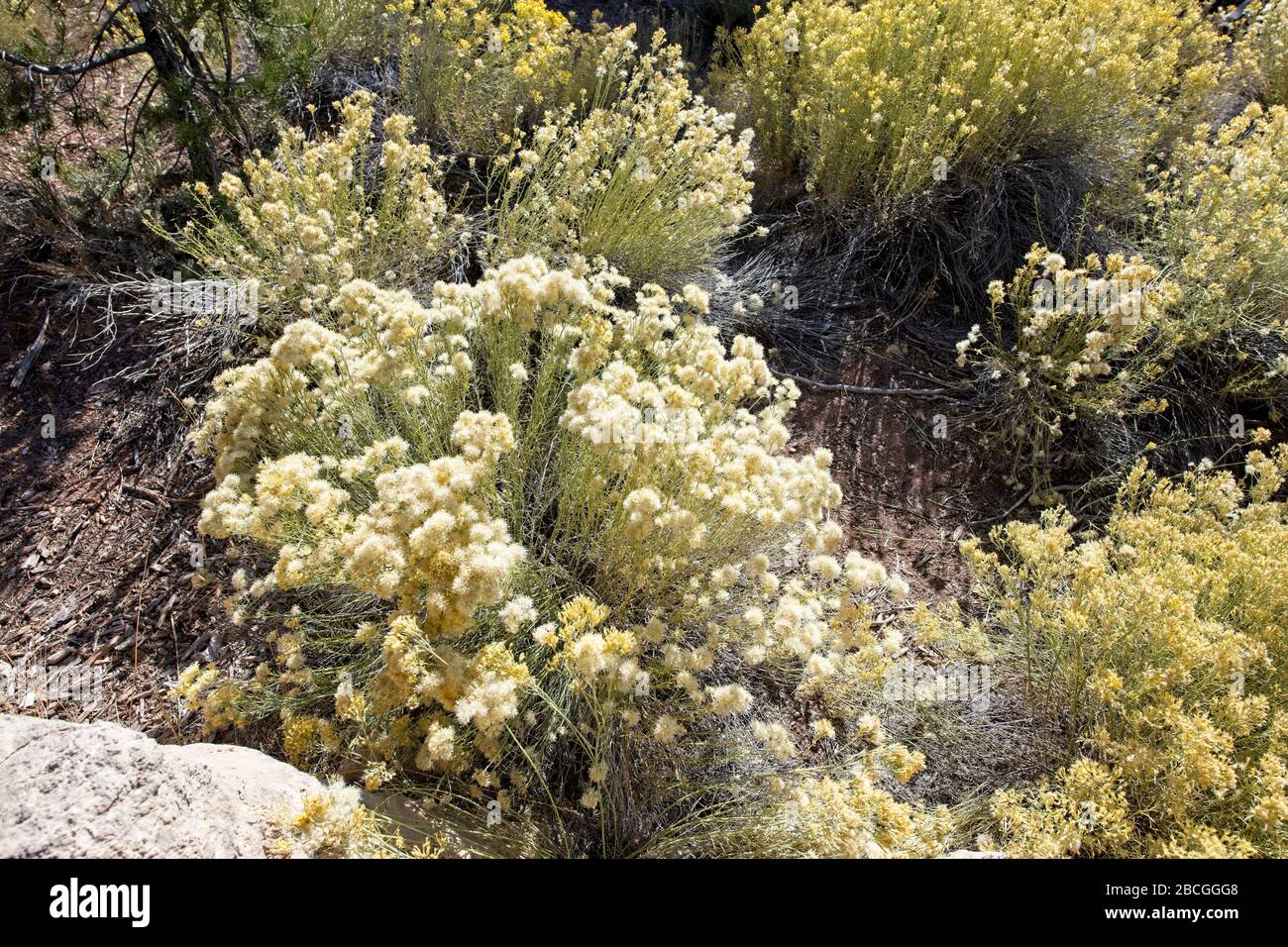 A view of sprawling rabbitbrush shrub which is native in the west location is the Grand Canyon National Park in Arizona Stock Photo