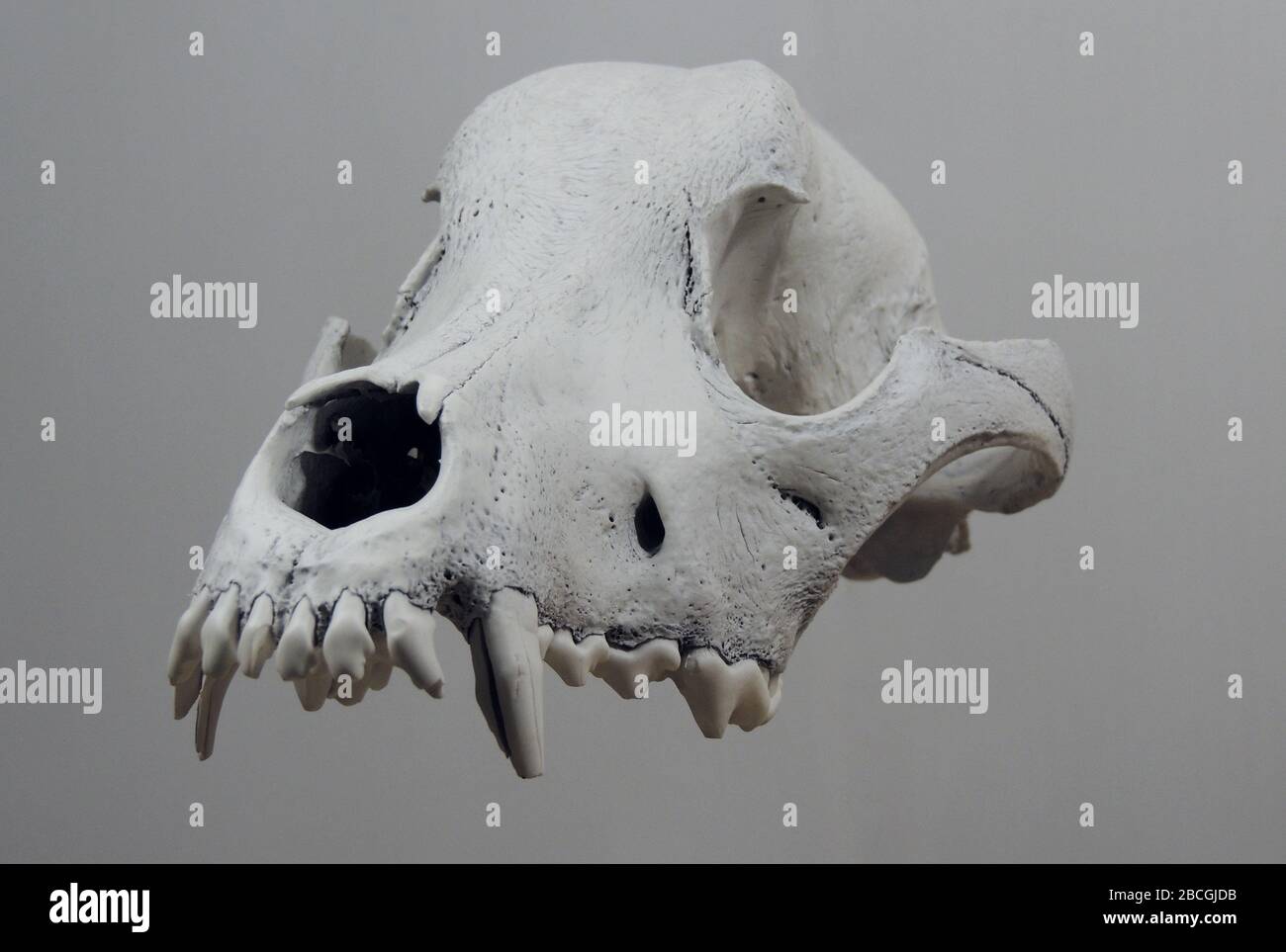 Floating Skull Of A Dog Without Lower Jaw Isolated Stock Photo - Alamy