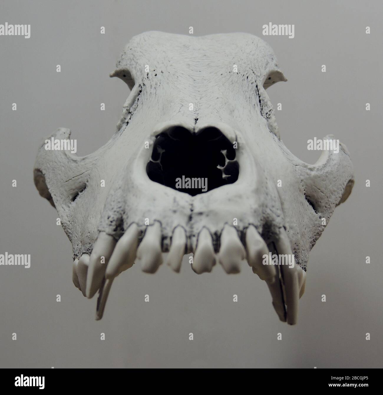 Front Shot Of Floating Wolf Skull Isolated Stock Photo