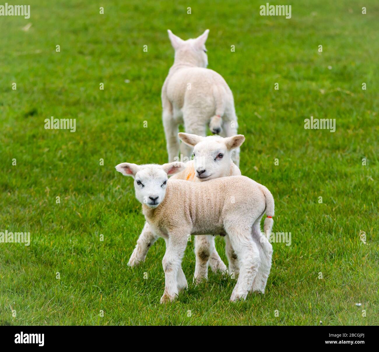 Close up of cute Spring lambs in grassy field, East Lothian, Scotland, UK Stock Photo