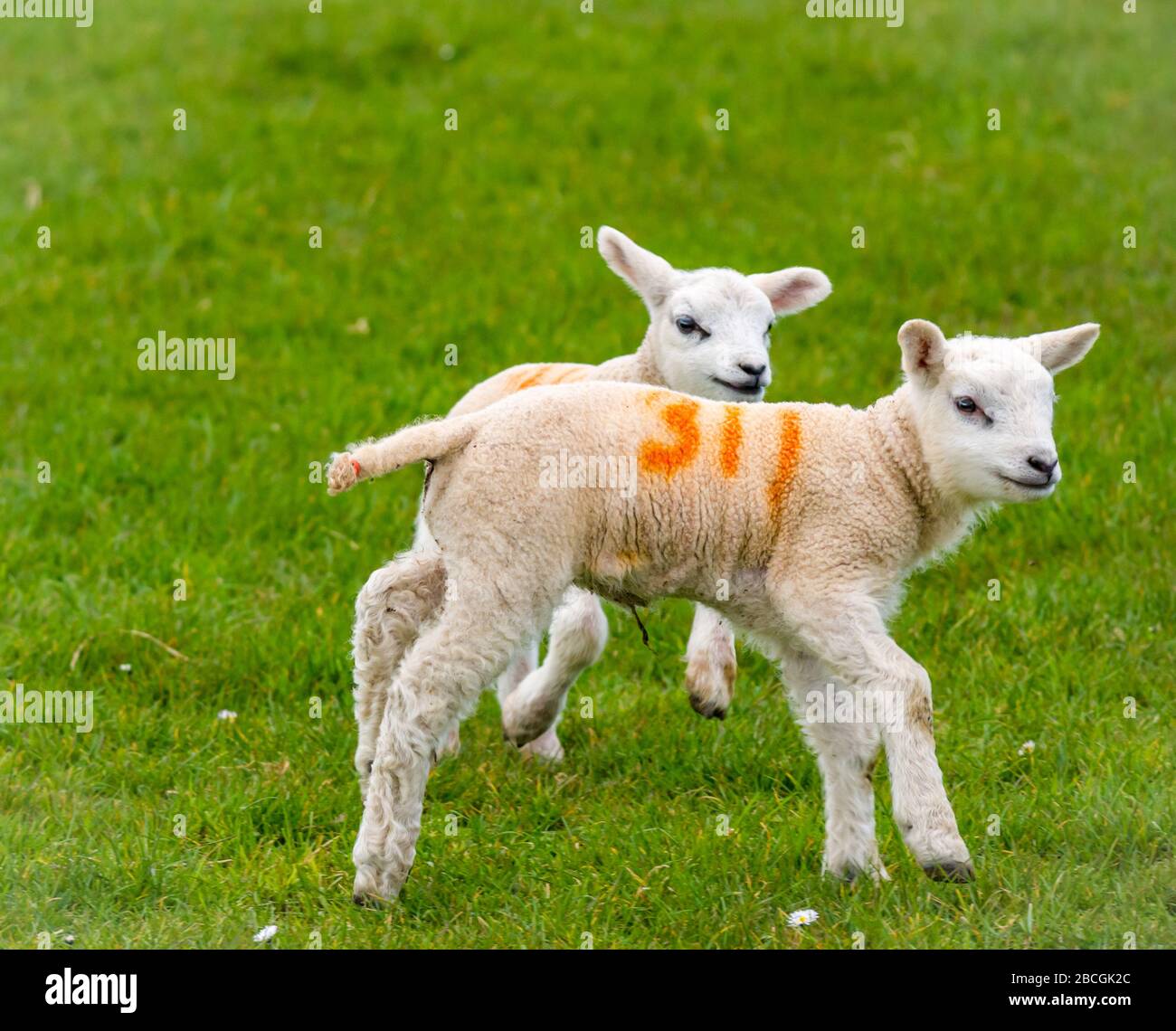Close up of cute Spring lambs in grassy field, East Lothian, Scotland, UK Stock Photo