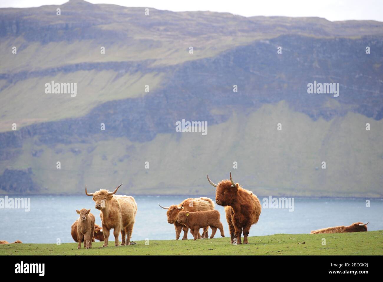 Highland cattle, Mull, Scotland. Stock Photo