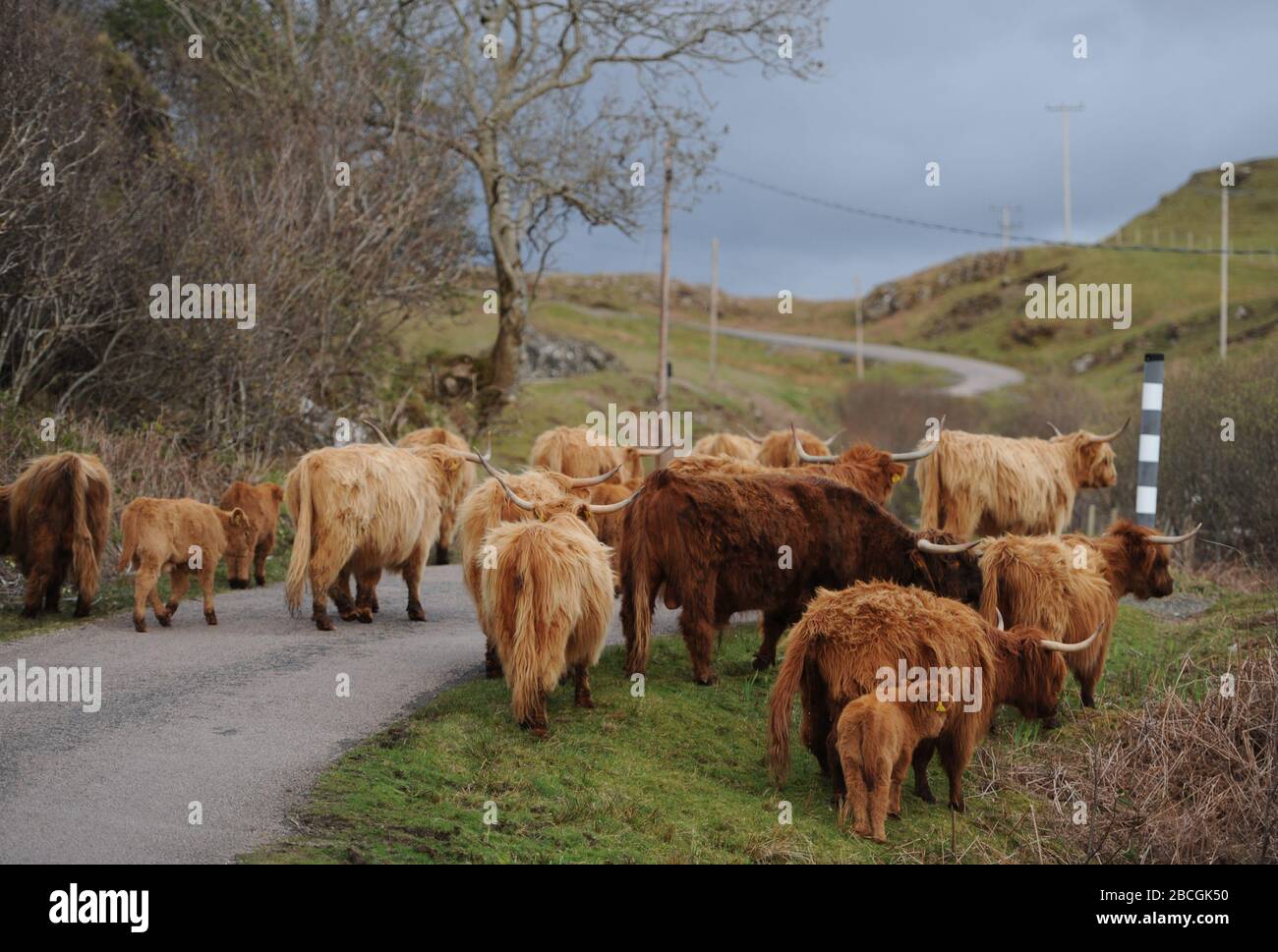 A herd of Highland cattle, Isle of Mull, Scotland. Stock Photo