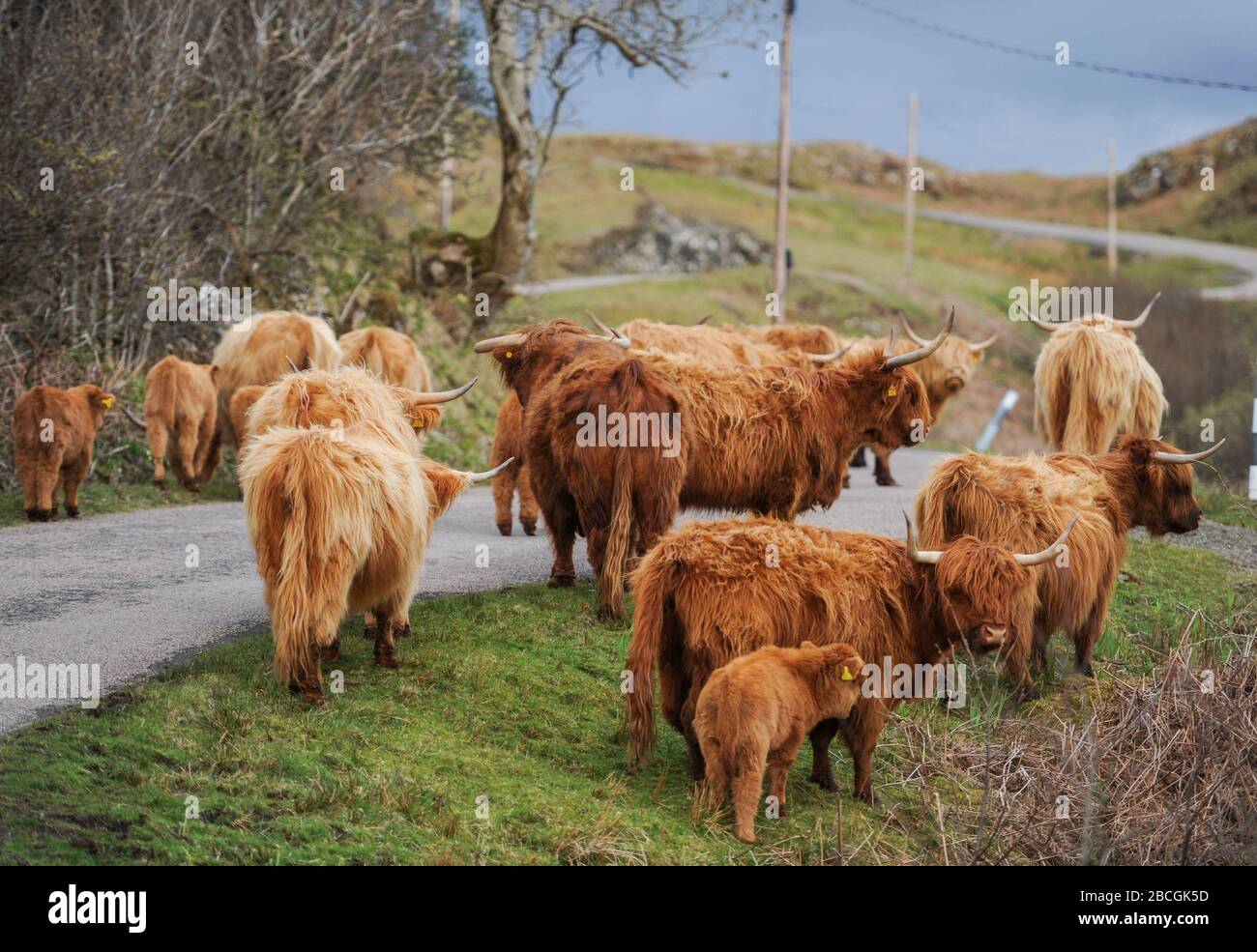 A herd of Highland cattle, Isle of Mull, Scotland. Stock Photo