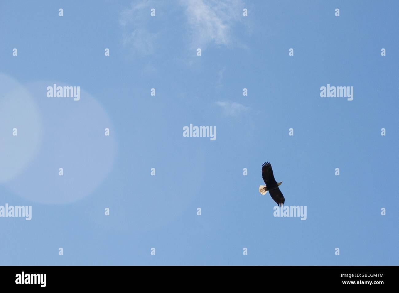 Soaring eagle, Kenai, Alaska, USA Stock Photo