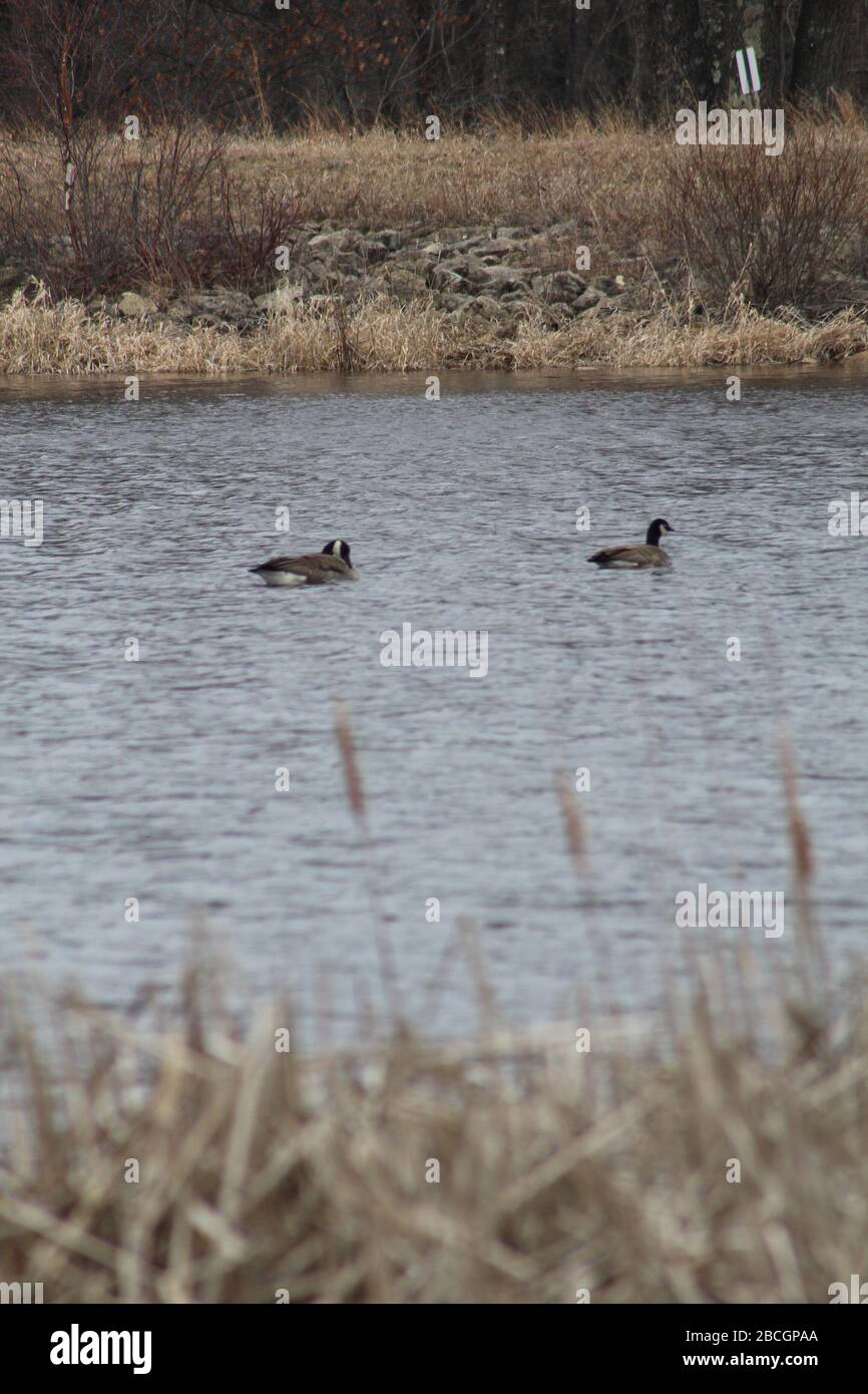 Necedah Wildlife Refuge Stock Photo Alamy