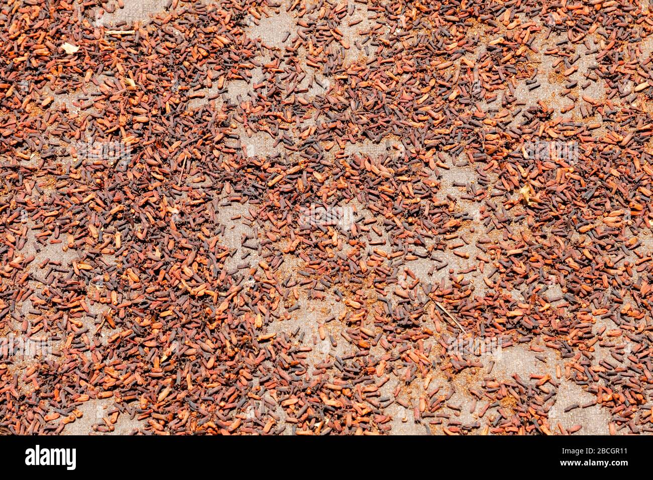 Indonesia, Bali, spices; cloves Stock Photo