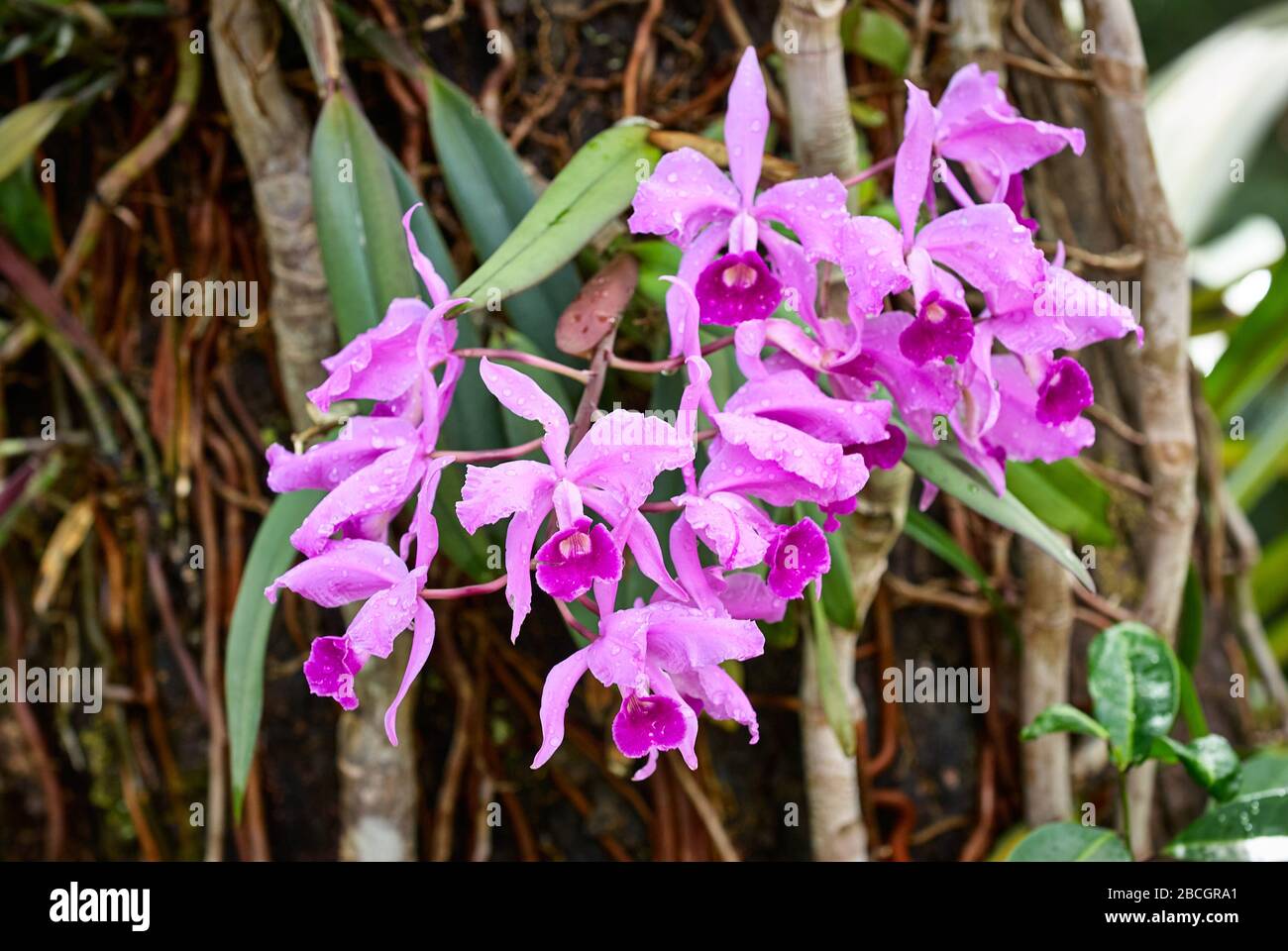 orchids at tree, Cattleya jenmanii, Canaima National Park, Venezuela, South America, America Stock Photo