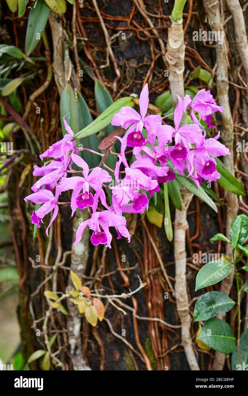 orchids at tree, Cattleya jenmanii, Canaima National Park, Venezuela, South America, America Stock Photo