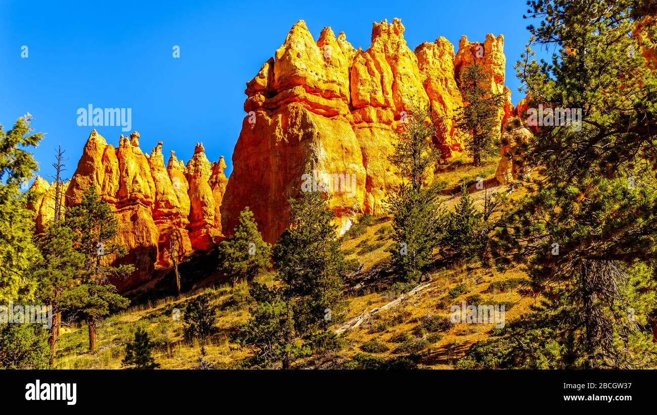 The vermilion colored Hoodoos on the Queen's Garden Trail in Bryce Canyon National Park, Utah, United States Stock Photo