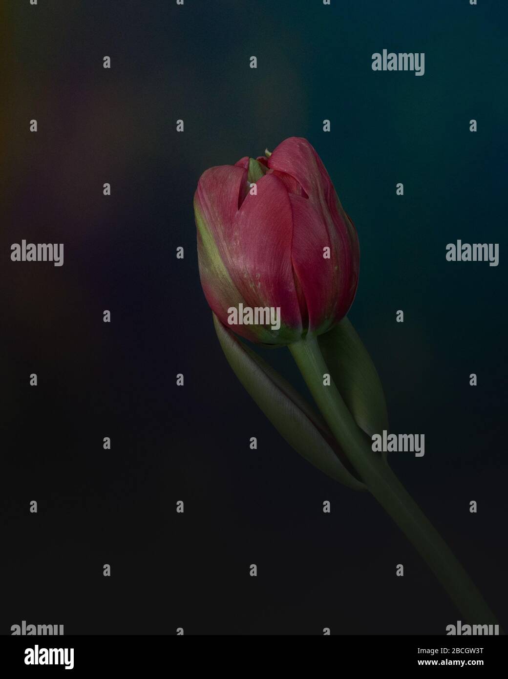 Tulips commonly mean perfect love, owing to Turkish and Persian legends  about the love between Farhad and Shirin. In one version of the story,  Farhad Stock Photo - Alamy