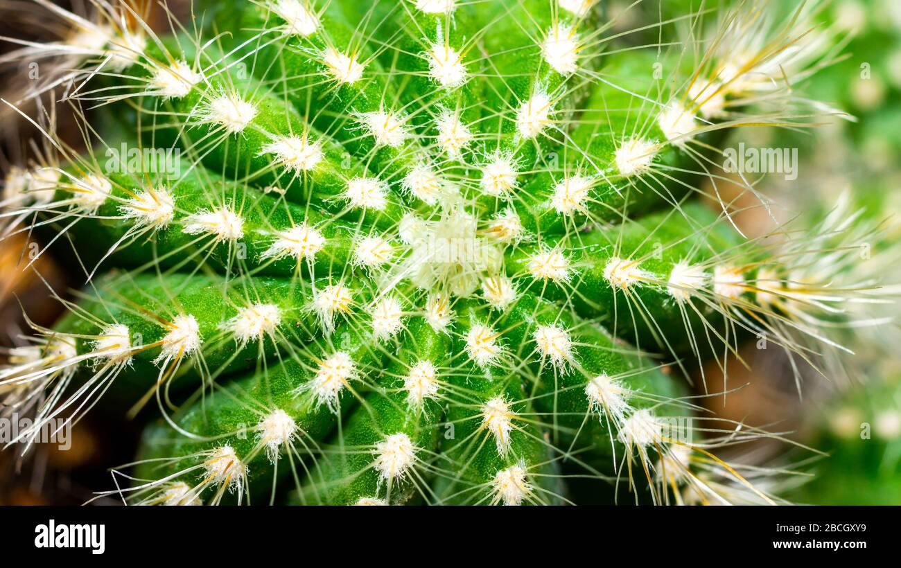 Closeup of Notocactus magnificus with white soft spines Stock Photo