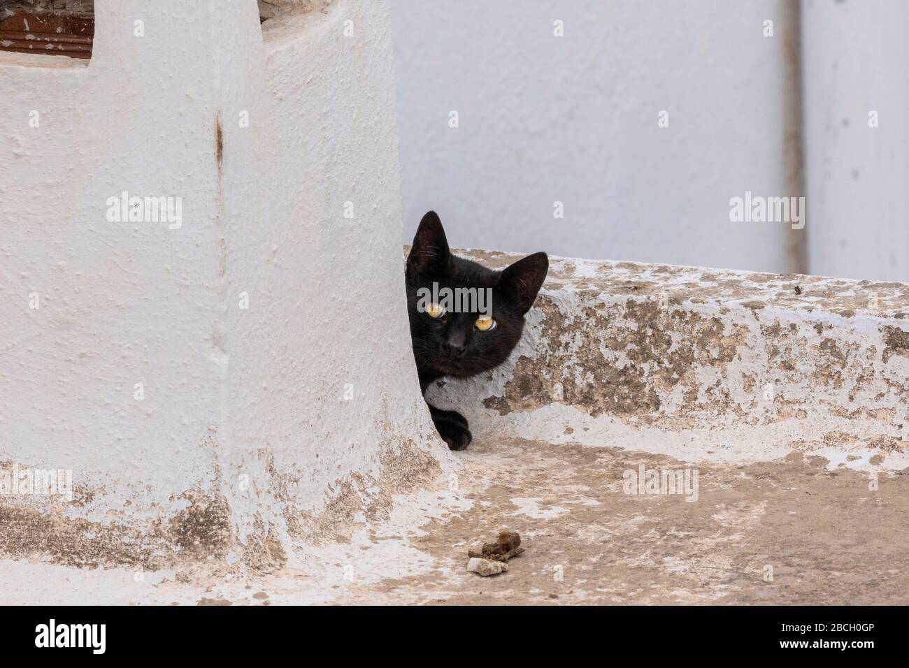 Cat looking around corner hires stock photography and images Alamy