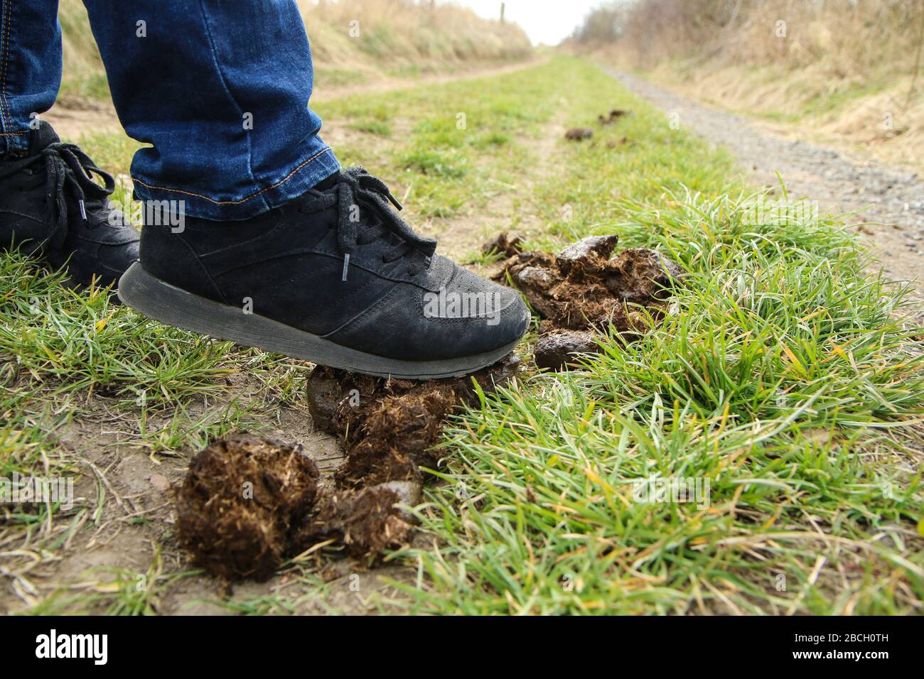 The detail of the foot stepping into the horse excrement while walking in the nature. Symbol for bad luck. Stock Photo