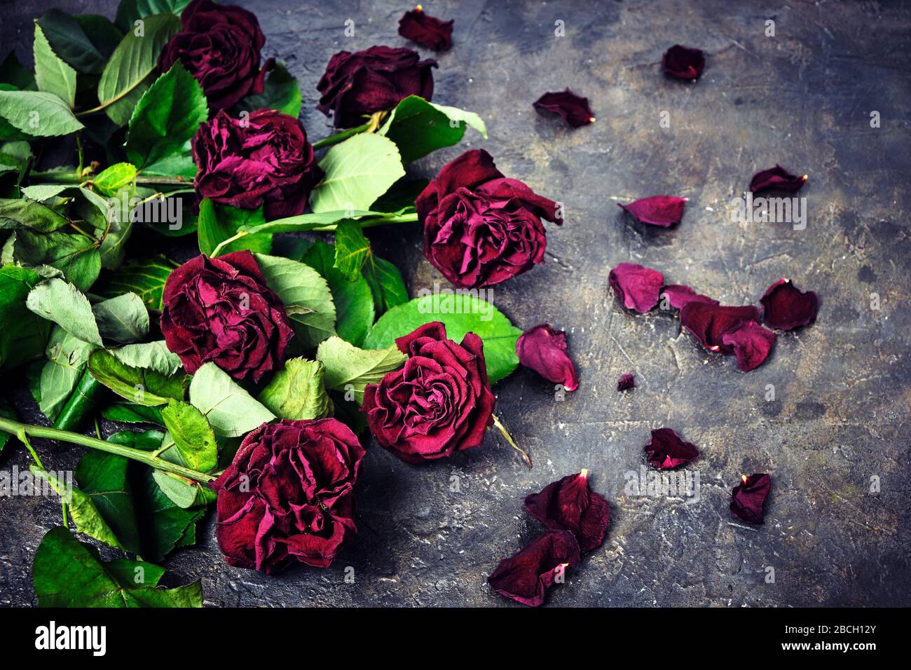 Bouquet of faded red roses with dead petals on the floor Stock Photo ...