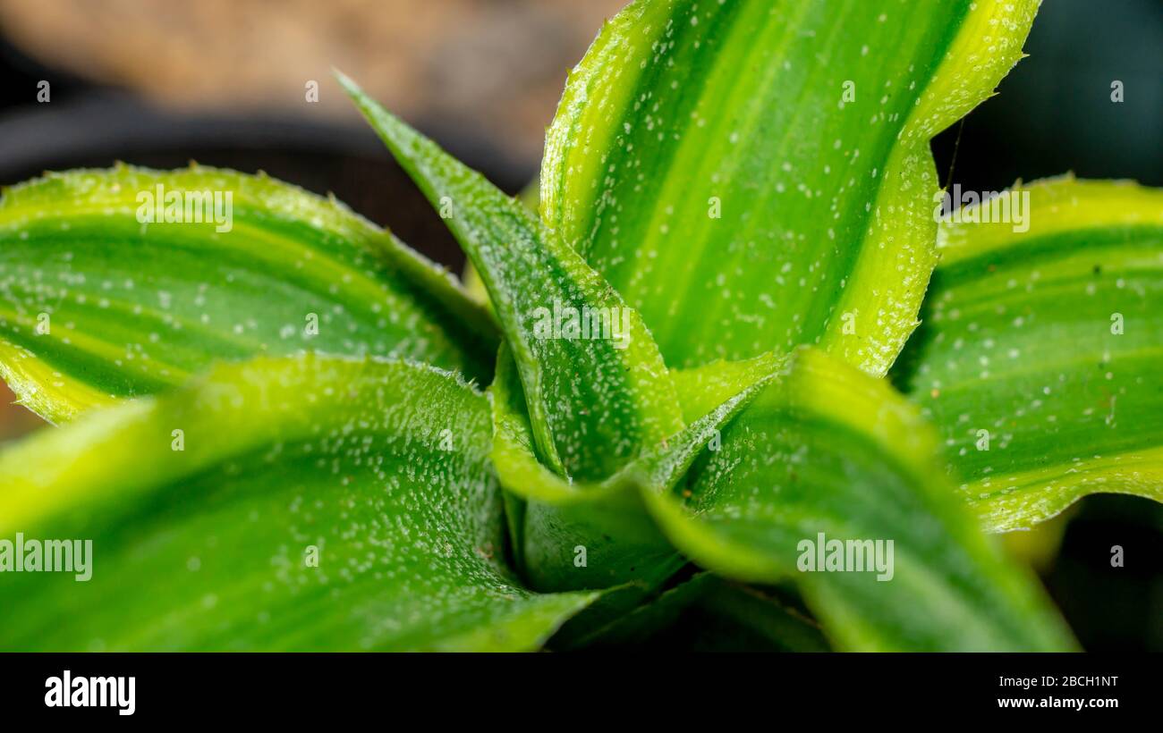 closeup of Cryptanthus with beautiful color of leaves Stock Photo