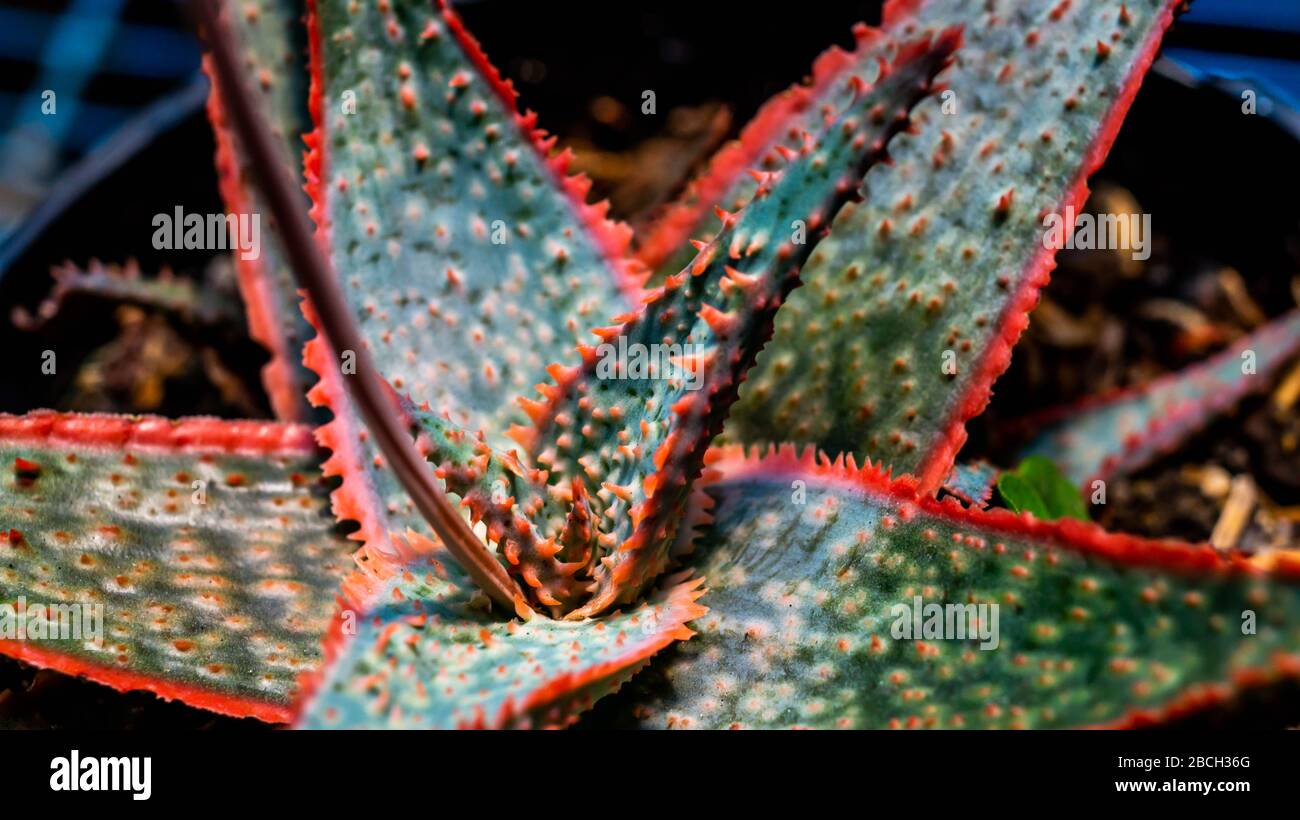 Closeup of Aloe Donnie with Beautiful Red Serration Stock Photo - Alamy