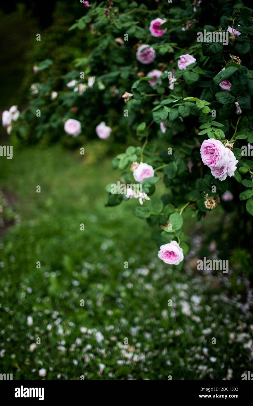 Beautiful garden roses pink in summer. Rose petals on the ground