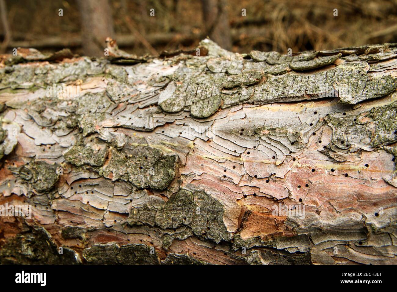 The trees are lying on the ground in the forest. Symbol for lumber industry or care for the forest with wood worm infestation. Detail of the bark with Stock Photo