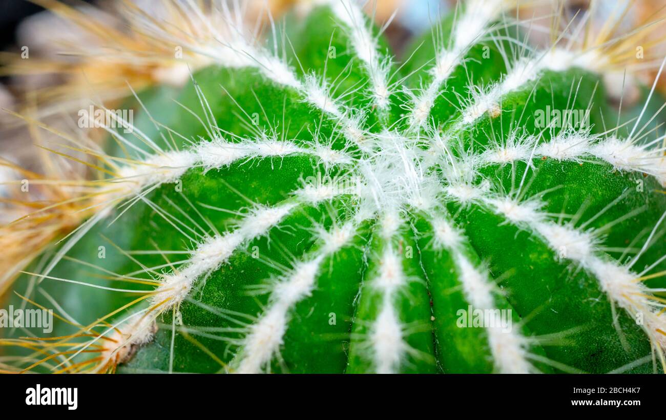 Closeup of Notocactus magnificus with white soft spines Stock Photo