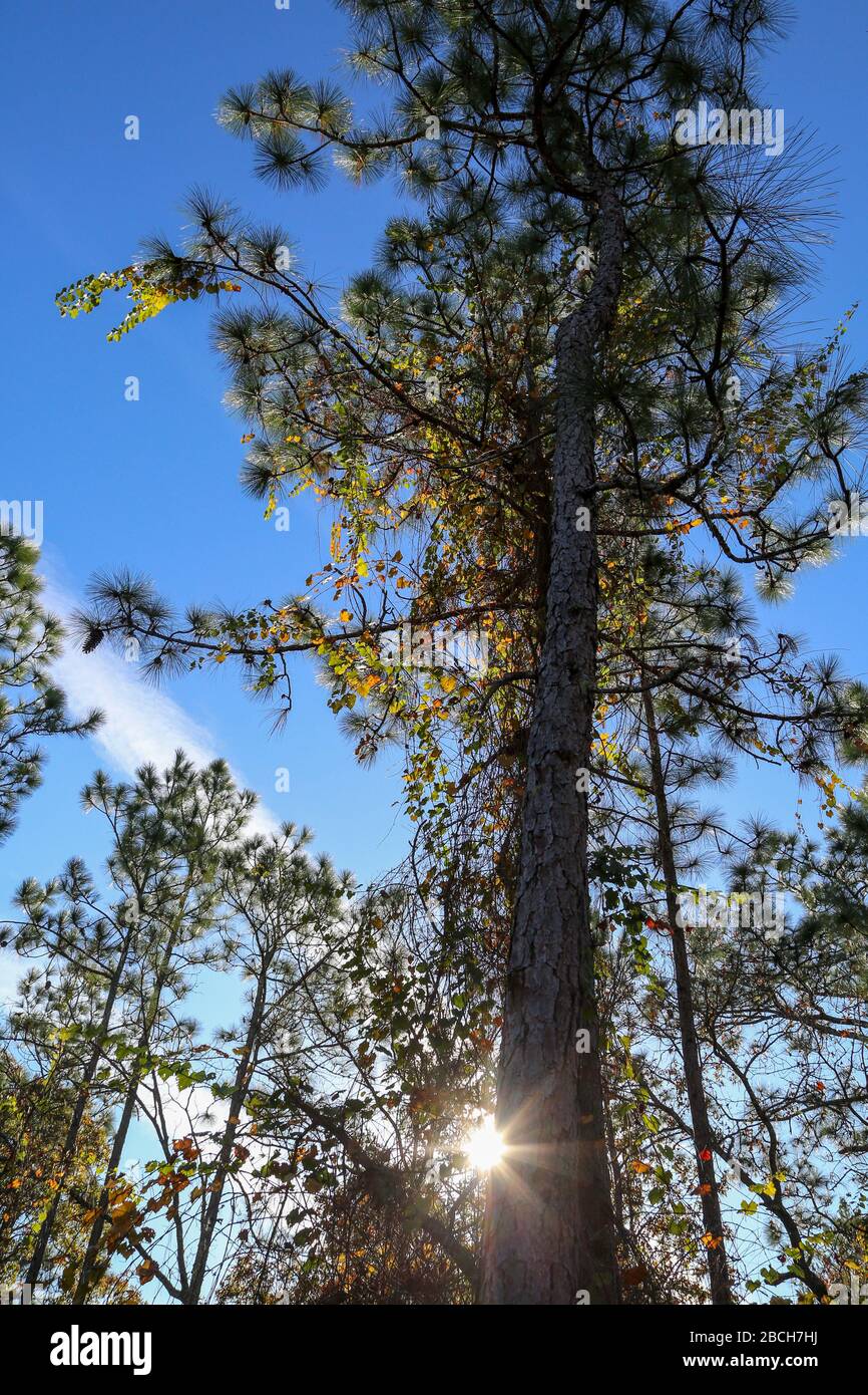 Sunburst Through The Tall Pine Trees In Melrose Florida Stock Photo Alamy