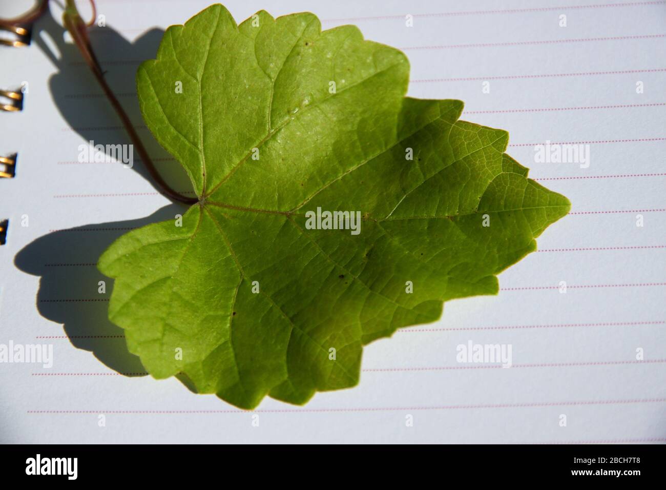 Green Leaf on a Nature Journal after a Trip to Dutton Island Preserve