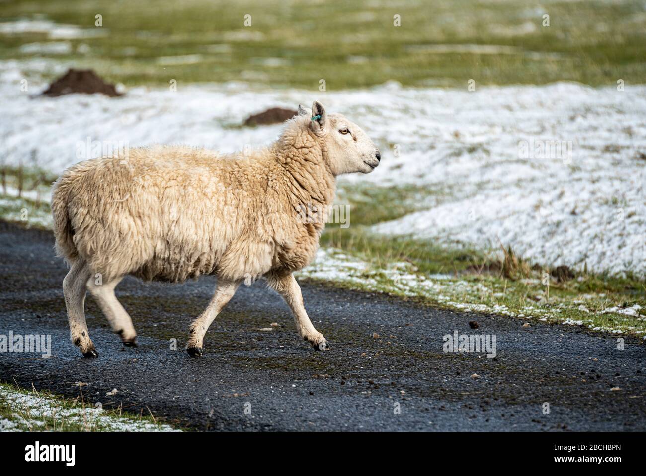 Scottish sheep on the road, Highlands, Scotland Stock Photo Alamy