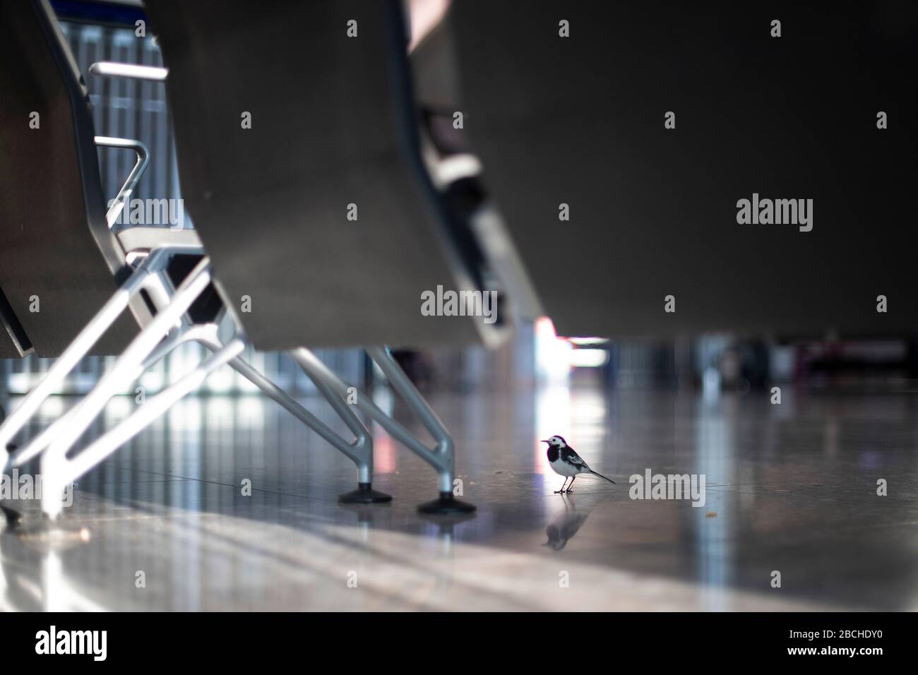 RETRANSMISSION - with corrected byline. A Pied Wagtail walks across a deserted arrivals hall in Terminal 2 at Heathrow Airport in London as the UK continues in lockdown to help curb the spread of the coronavirus. Stock Photo