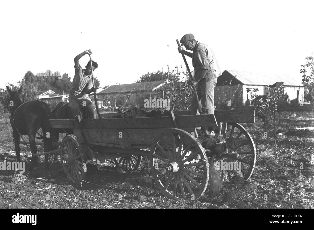English Farmers Offloading Manure In Their Backyard At Nahalal O Ss U E O U I E I O U E U I C E I U U E U Ss O N E U 01 02 1935 This Is Available From National Photo Collection Of Israel Photography