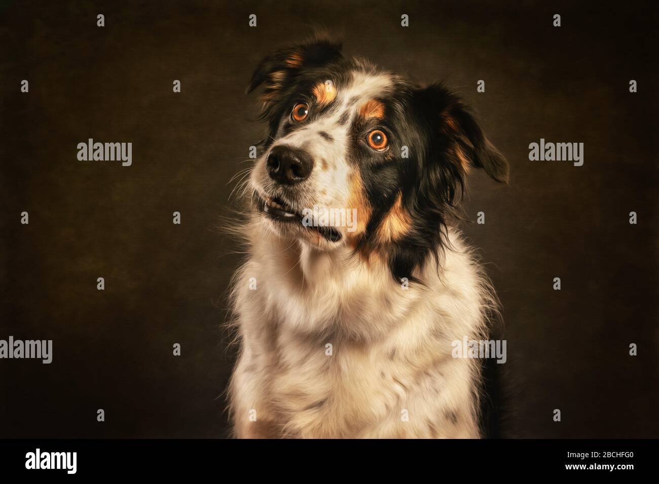 Border Collie Quizzical Expression Stock Photo